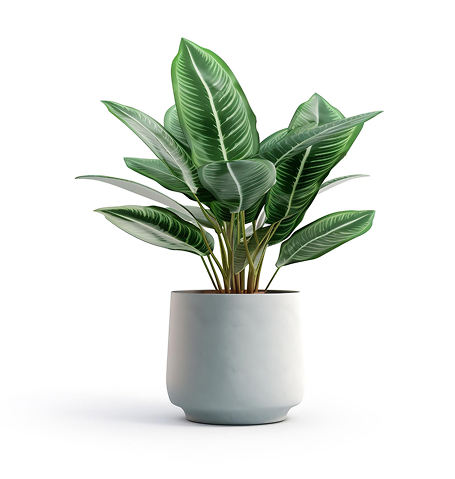 Domov house plant