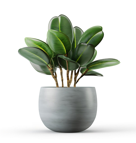 Domov outdoor plant