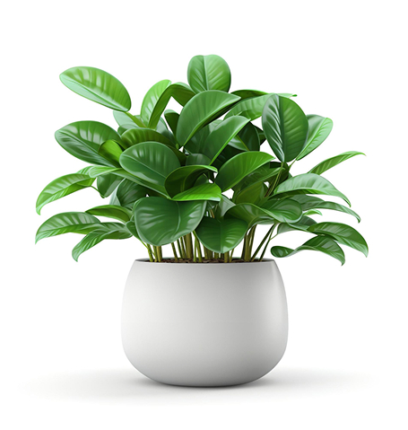 Domov succulents