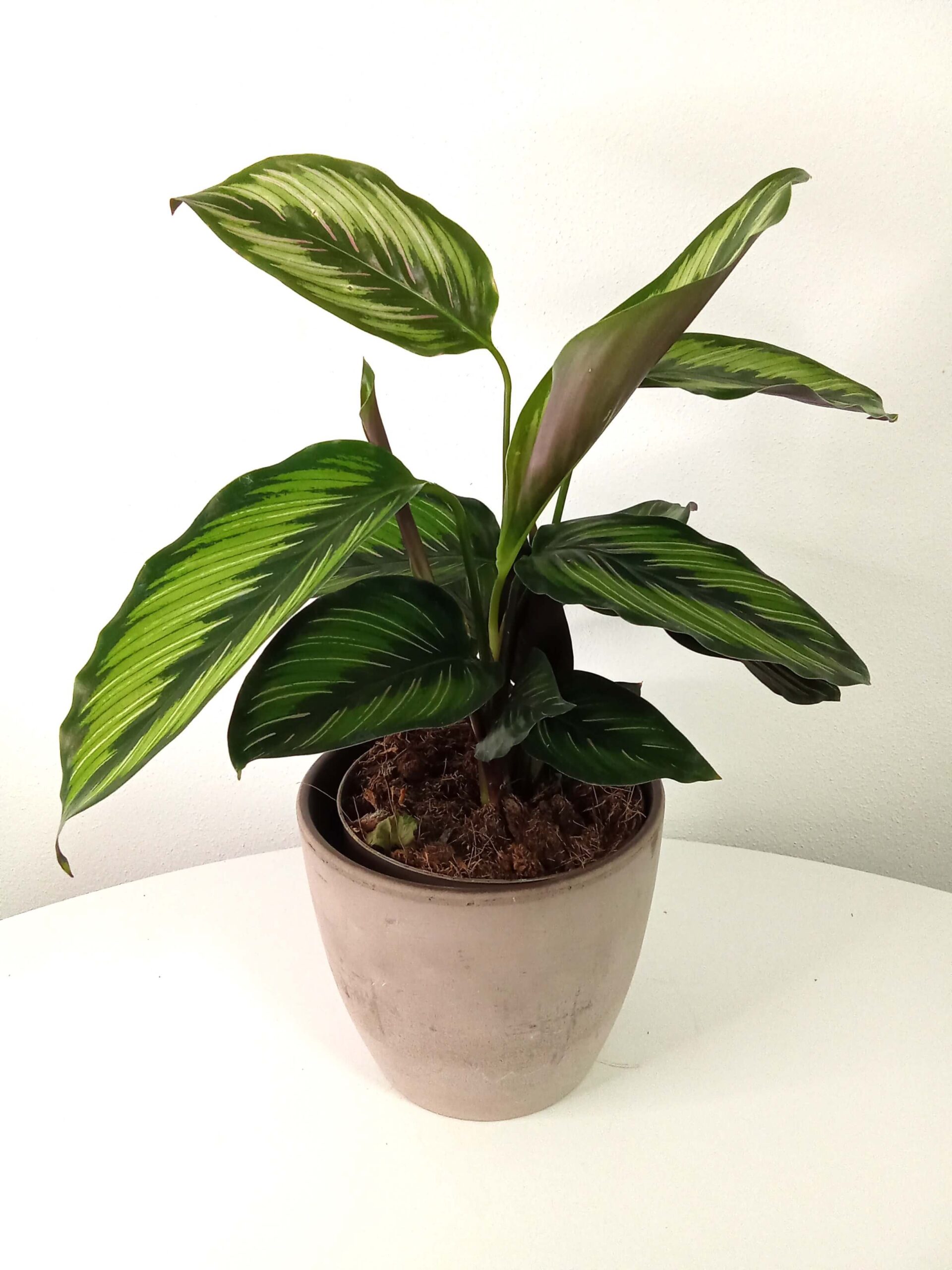 calathea ornata ‘beauty star’ (13 cm) calathea-ornata-beauty-star