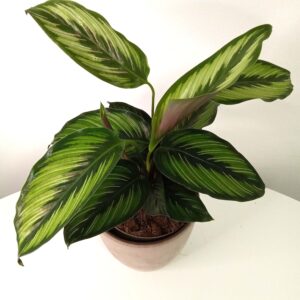 calathea-ornata-beauty-star
