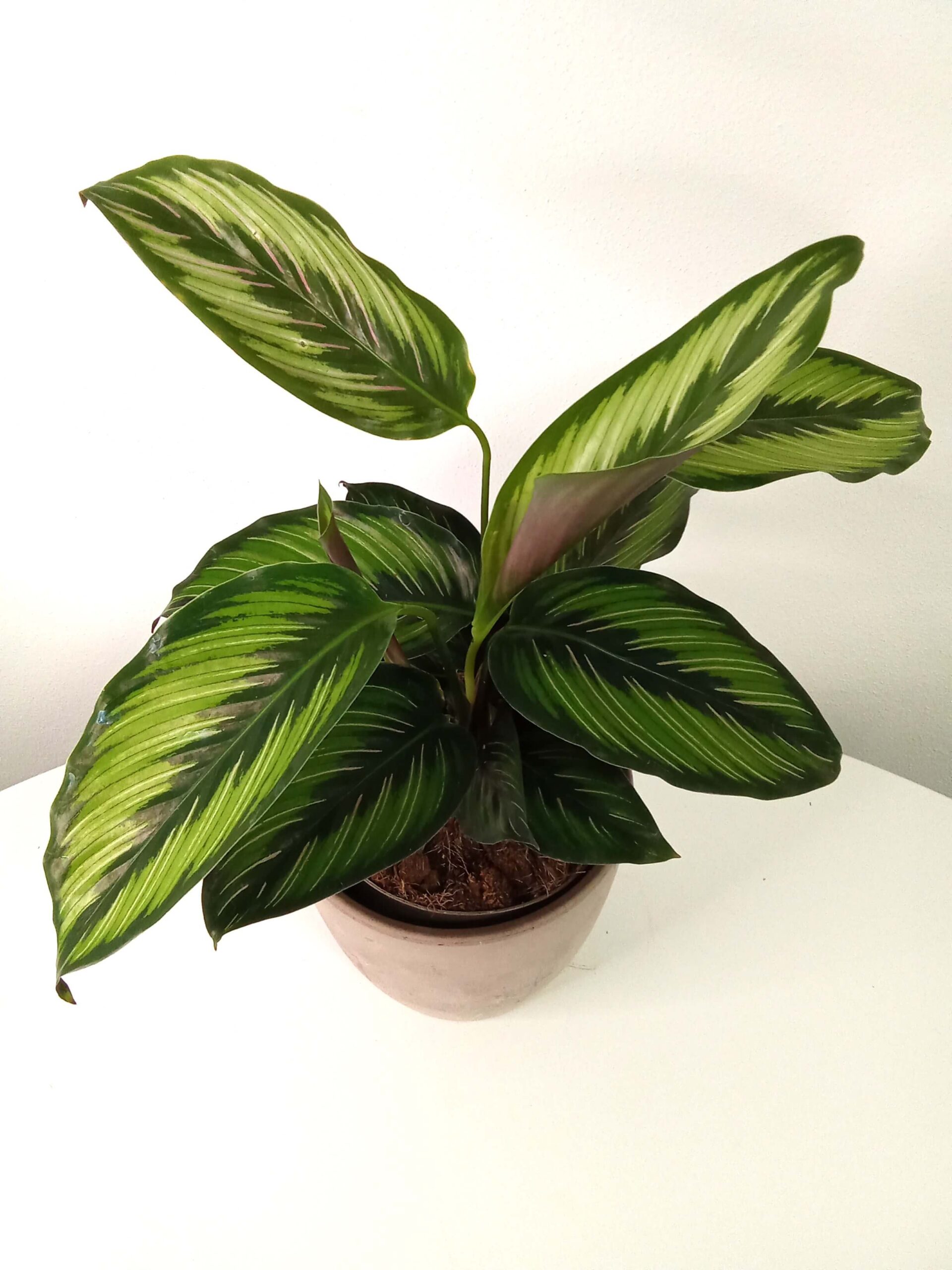 calathea ornata ‘beauty star’ (13 cm) calathea-ornata-beauty-star