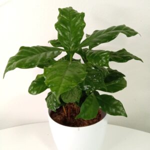 coffea-arabica-12 cm