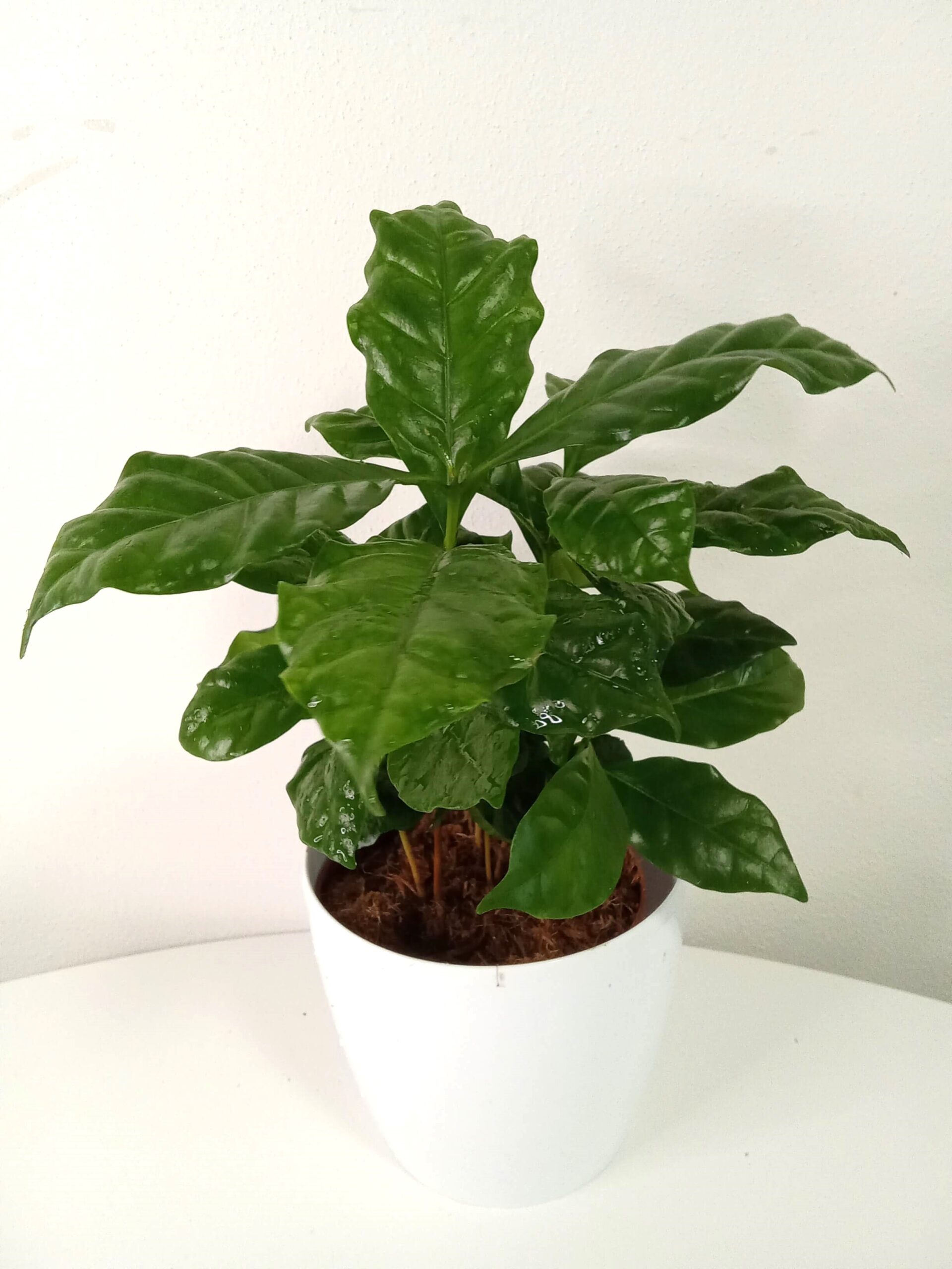 coffea arabica (12 cm) coffea-arabica-12 cm