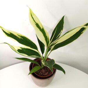 cordyline-dracinka-13cm