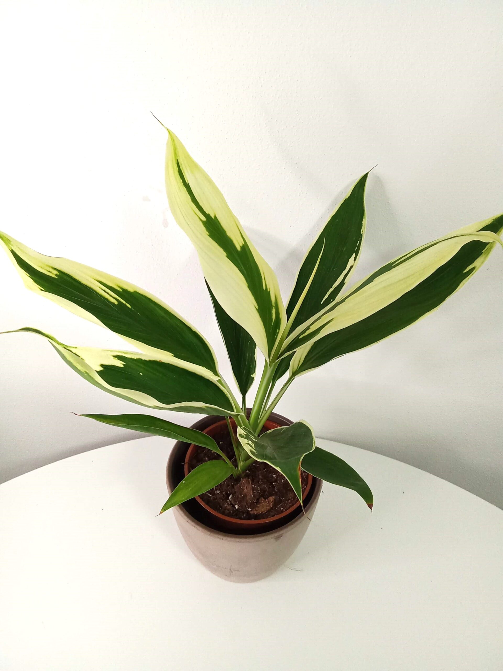 cordyline-dracinka cordyline-dracinka-13cm