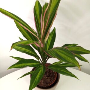 cordyline-fruticosa-new-conga