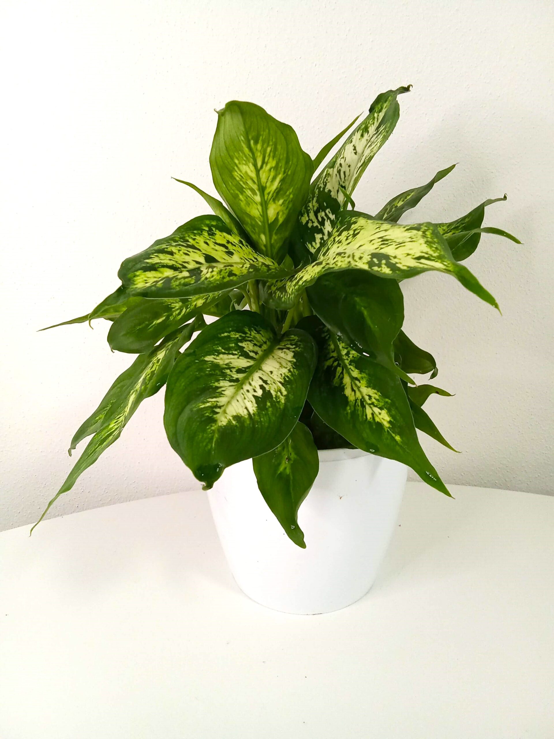 dieffenbachia camilla (12 cm) dieffenbachia-camilla