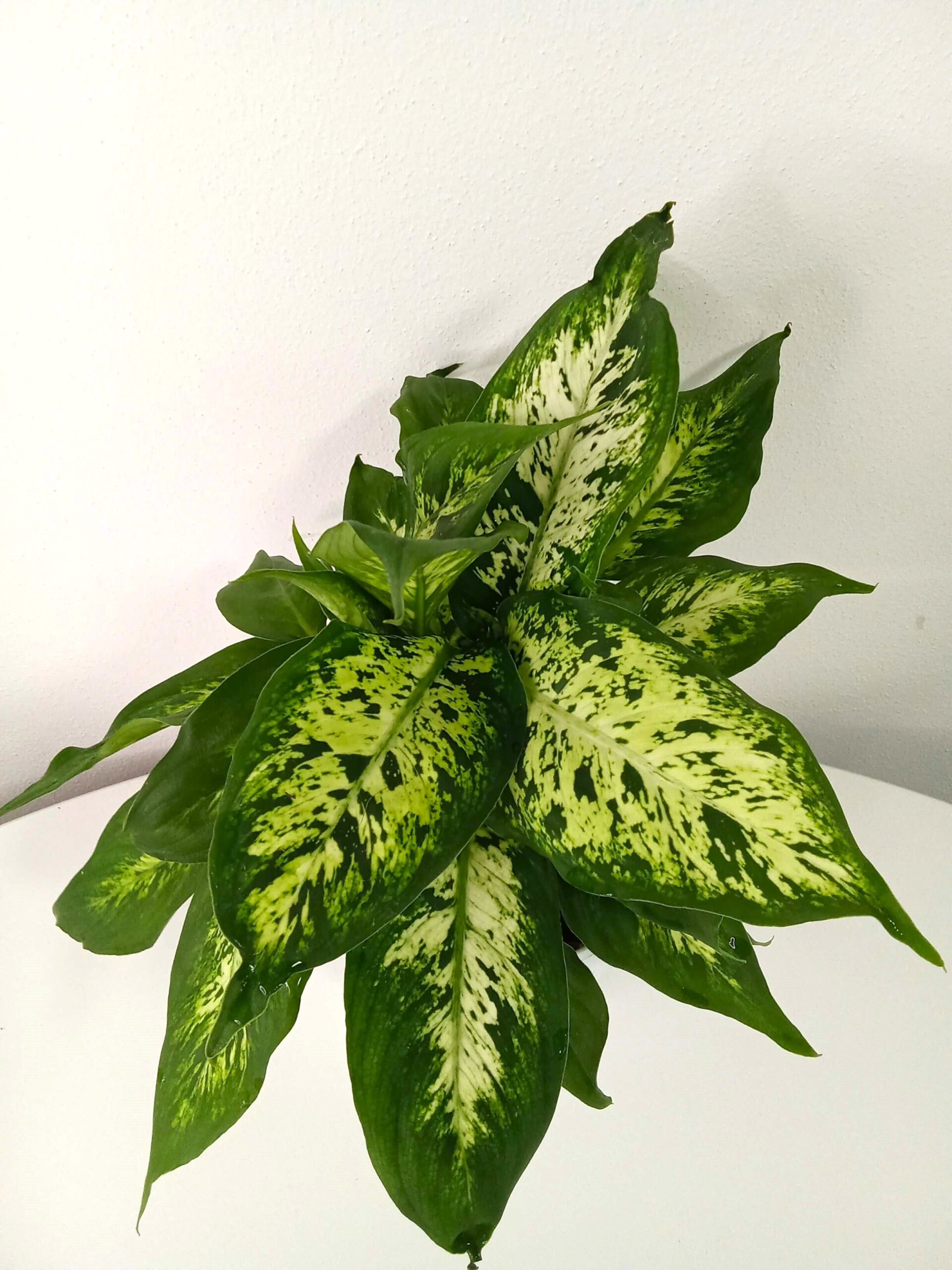 dieffenbachia camilla (12 cm) dieffenbachia-camilla