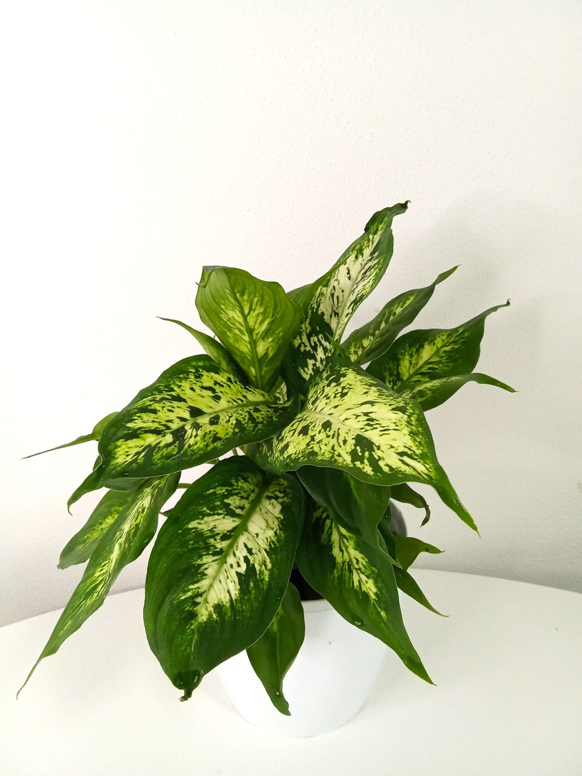 dieffenbachia camilla (12 cm) dieffenbachia-camilla-so-stinu