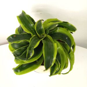 dracena-12cm