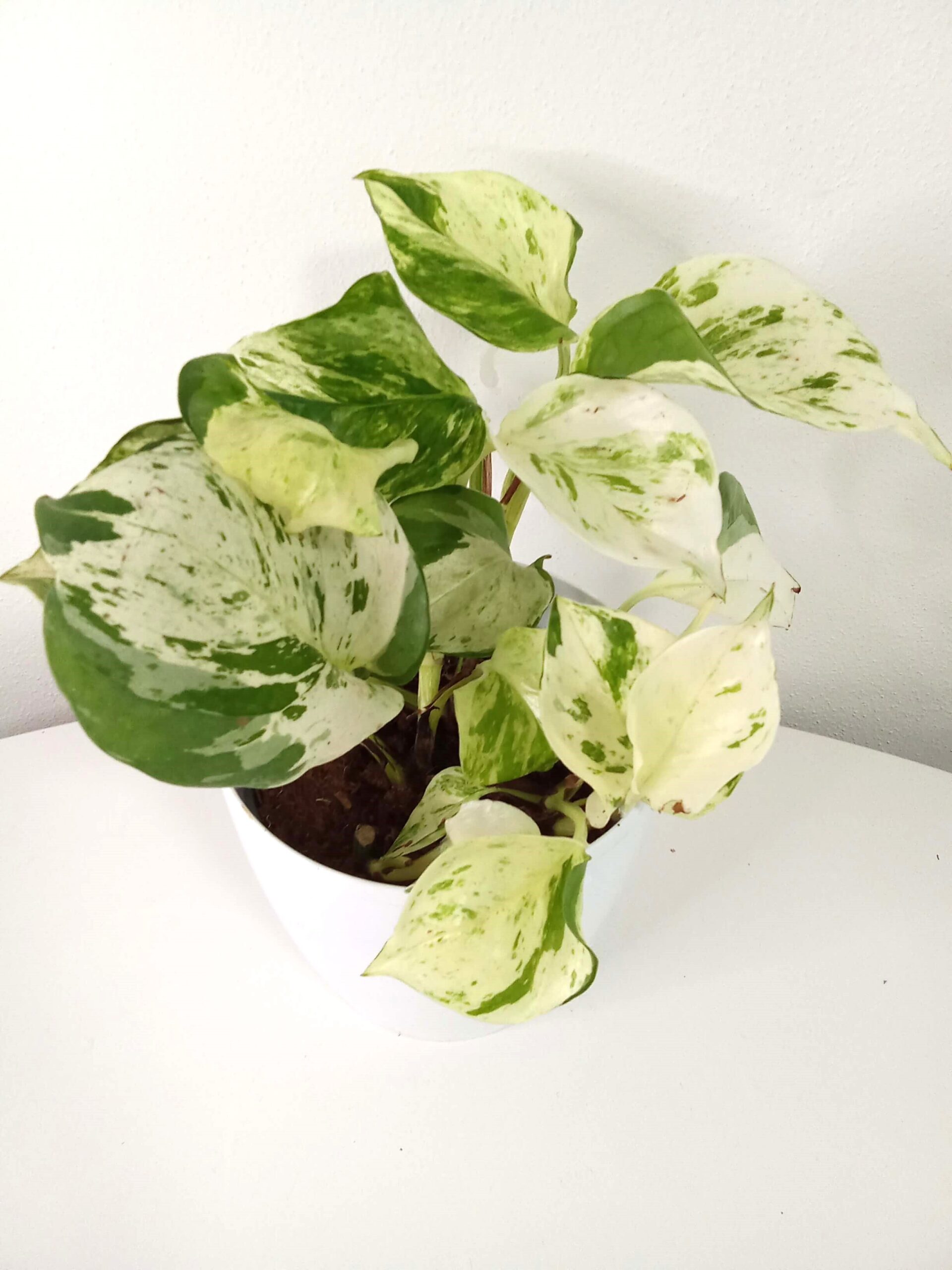epipremum-happy-leaf-12cm epipremum-happy-leaf-12cm-rostliny-tahave