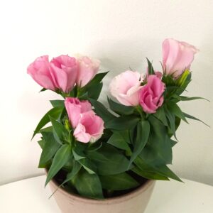 eustoma-bolero-pink-(12cm)