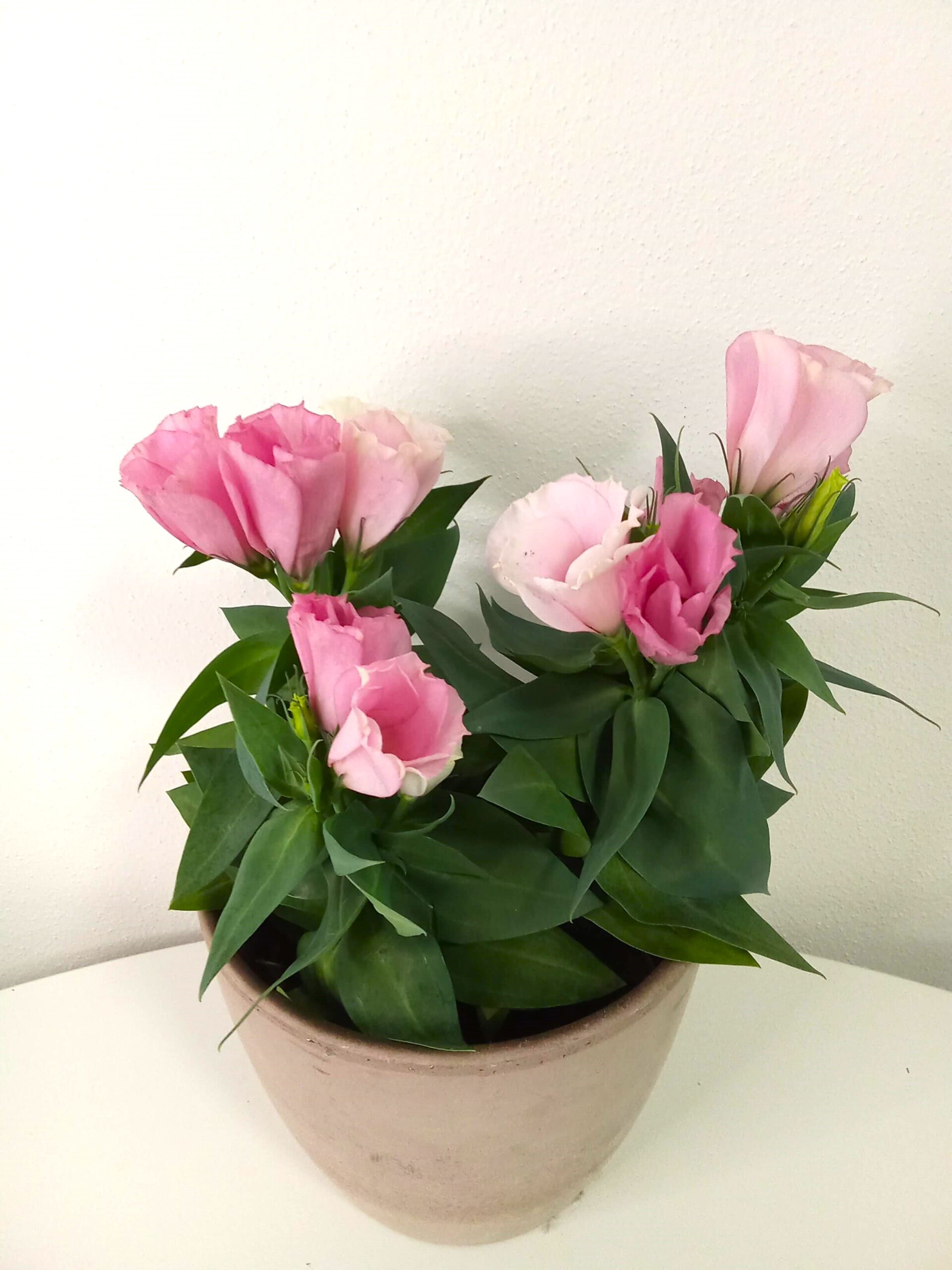 eustoma bolero pink (12cm) eustoma-bolero-pink-(12cm)
