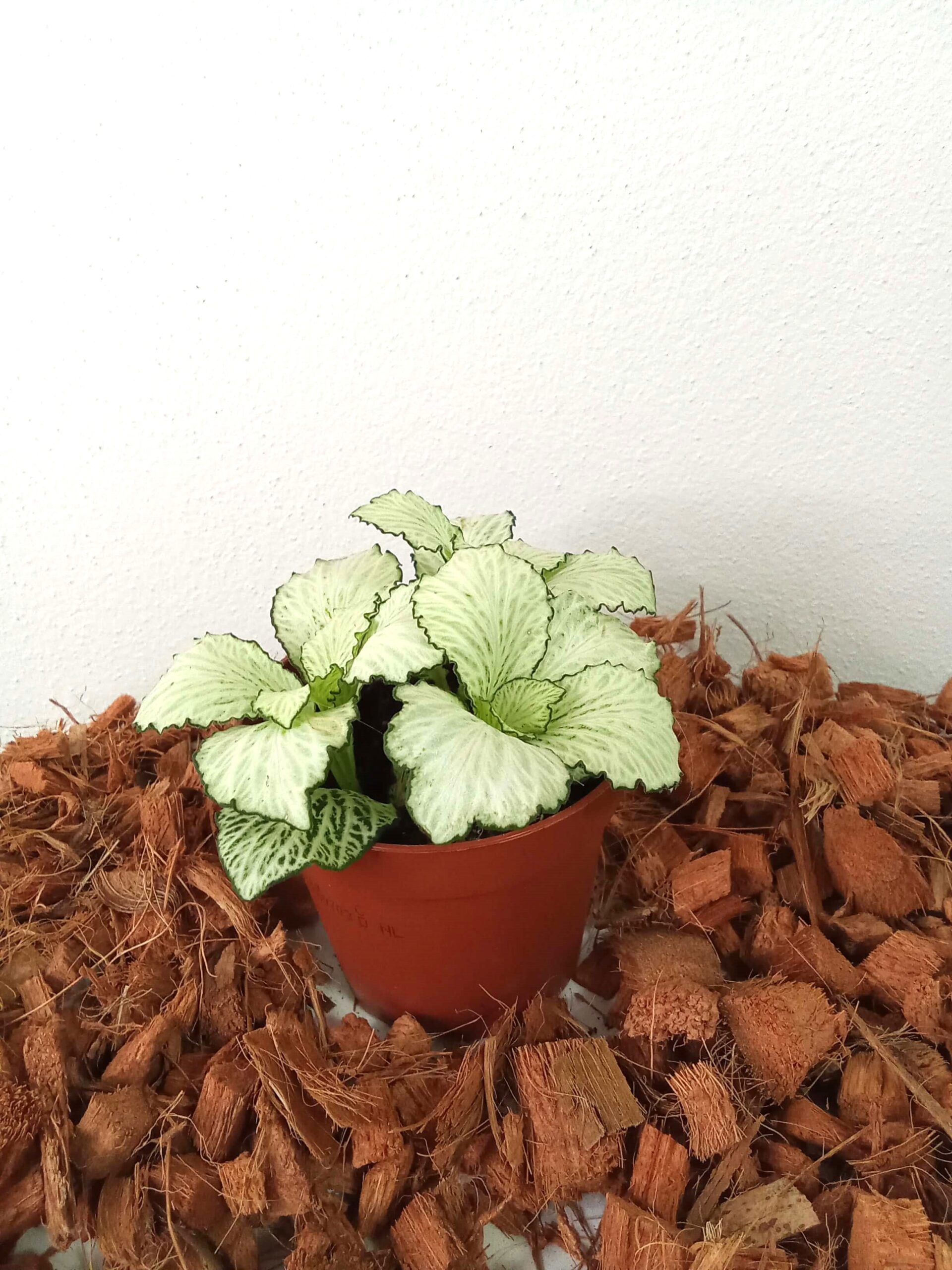 fittonia mosaic ‘snow anne’ (9 cm) fittonia-mosaic-‘snow anne’ (9 cm)