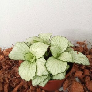 Domov fittonia-mosaic-‘snow anne-(9 cm)