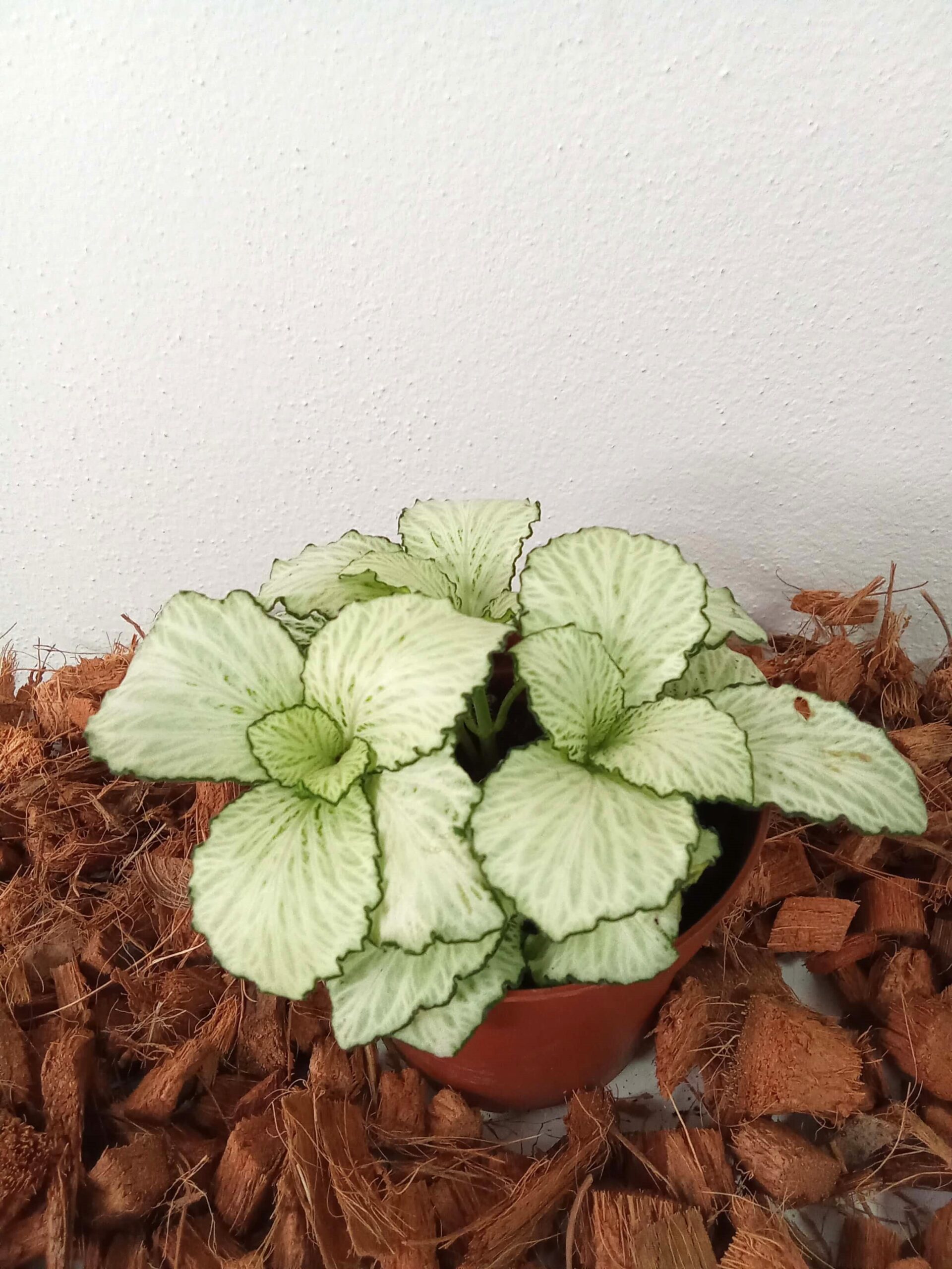 fittonia mosaic ‘snow anne’ (9 cm) fittonia-mosaic-‘snow anne-(9 cm)