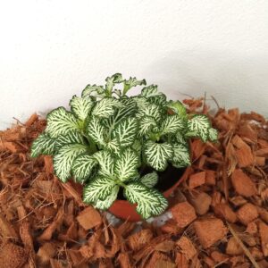 Domov fittonia-mosaic-‘white tiger’-9cm