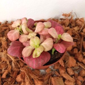 Domov fittonia-růžová-(9 cm)