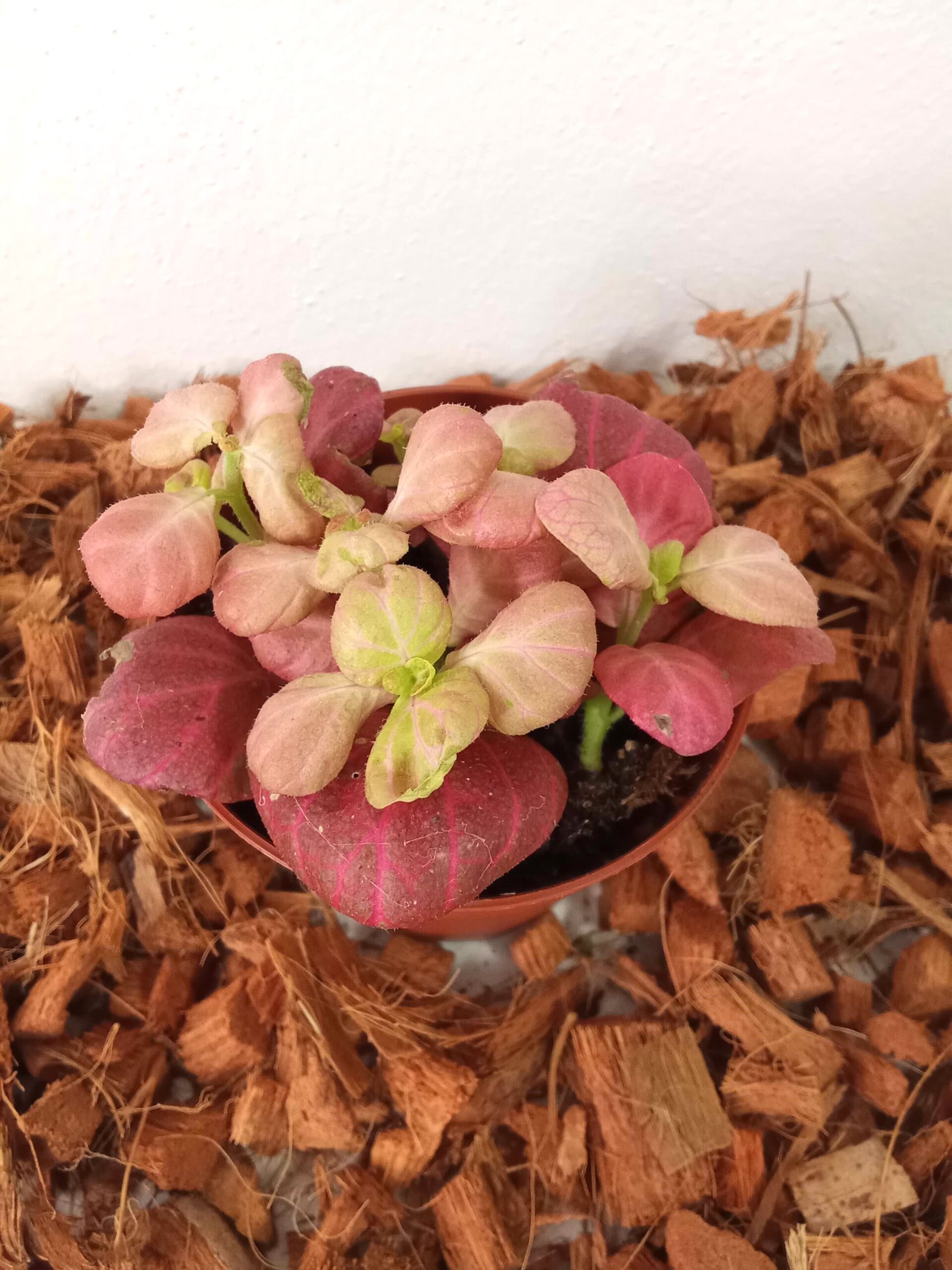 fittonia růžová (9 cm) fittonia-růžová-(9 cm)