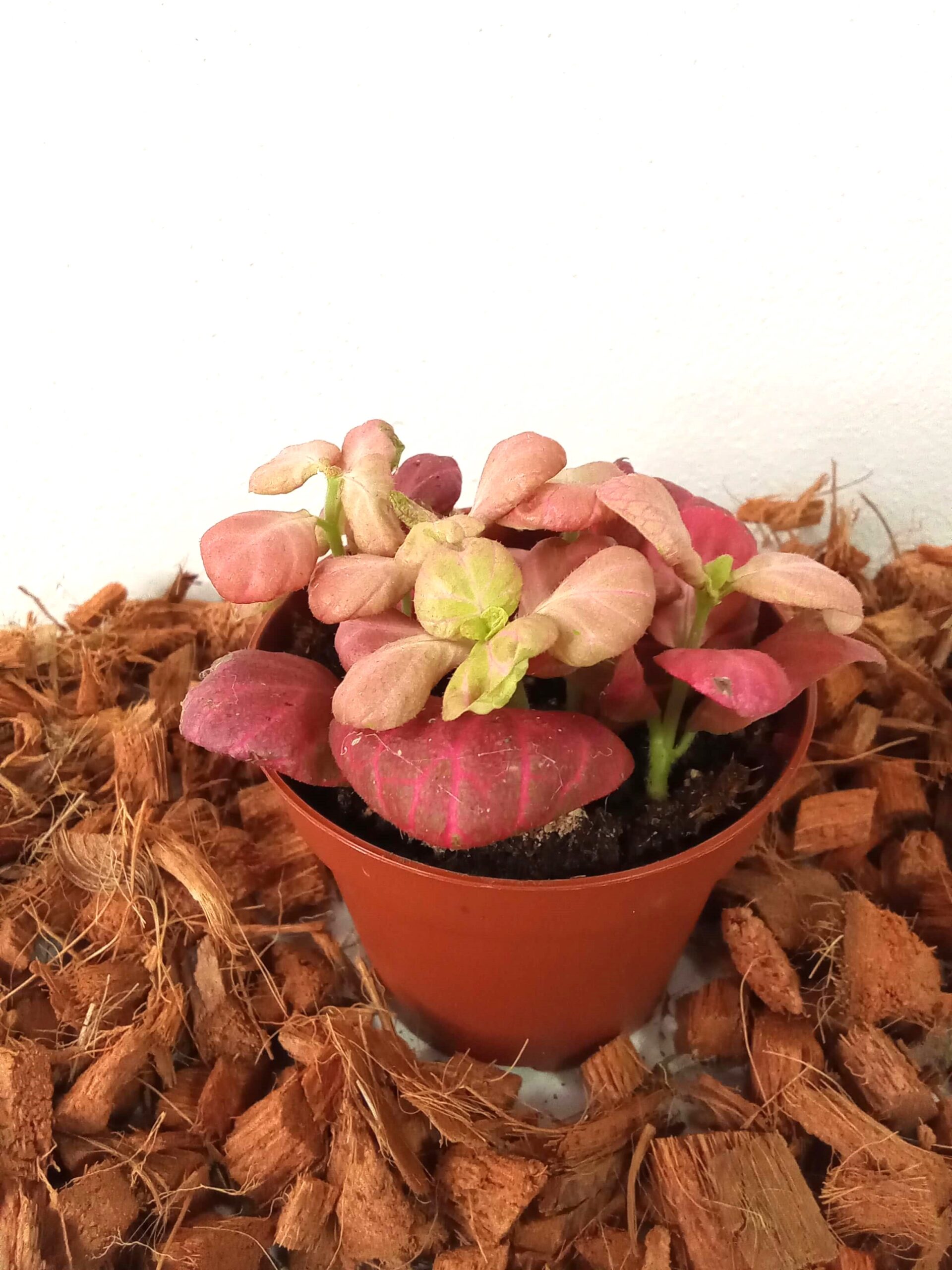 fittonia růžová (9 cm) fittonia-růžová-eshop-planti