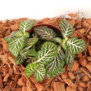 Domov fittonia-verschaffeltii-(9 cm)
