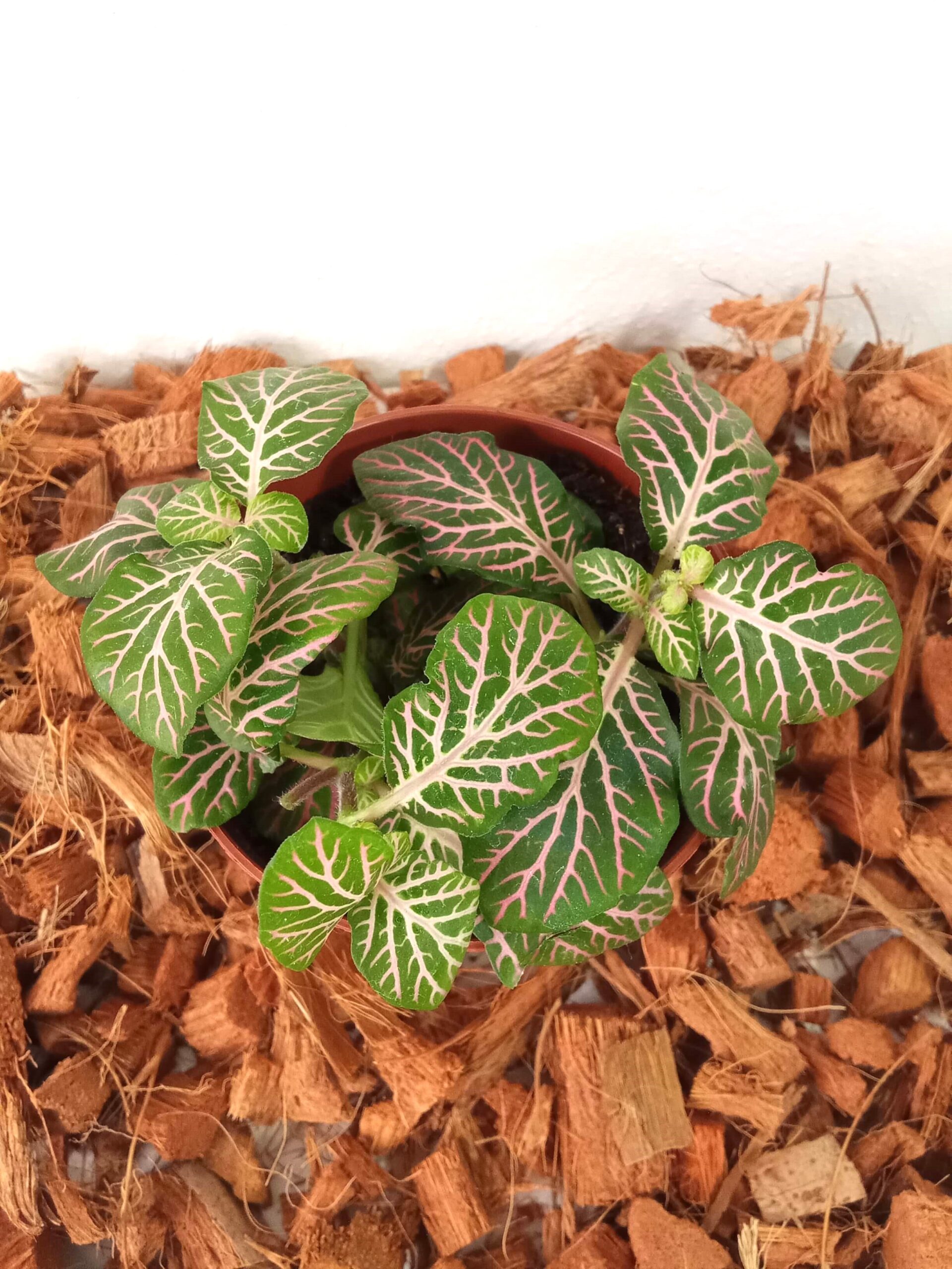 fittonia verschaffeltii (9 cm) fittonia-verschaffeltii-(9 cm)