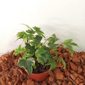 hedera-mix-9 cm