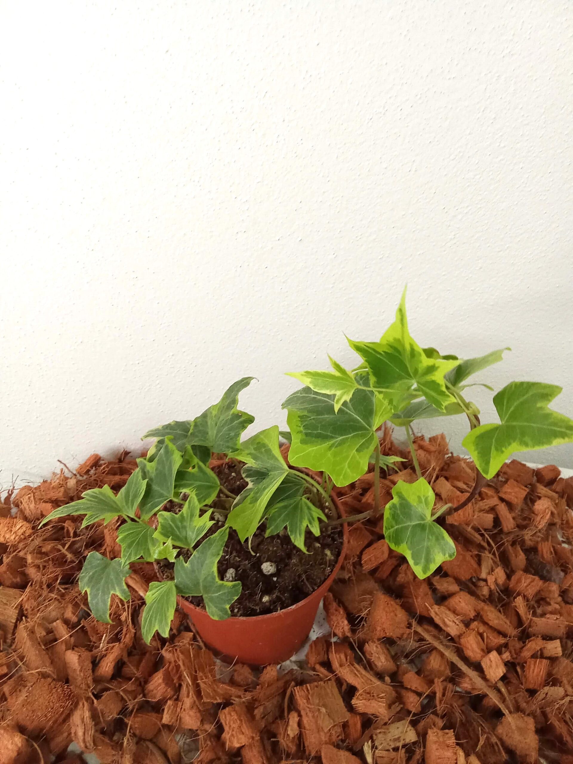 hedera mix (9 cm) hedera-mix
