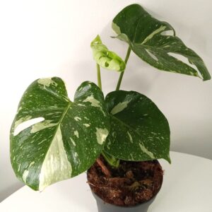 monstera deliciosa 'thai constellation'