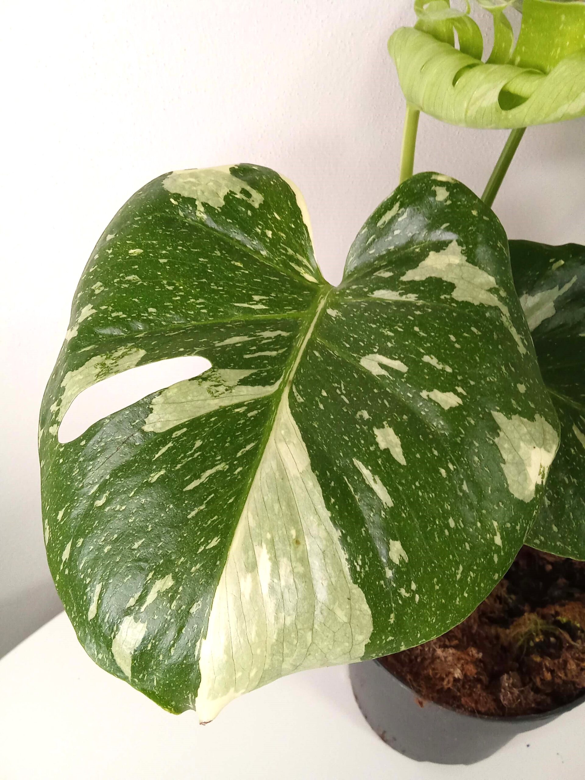 monstera deliciosa 'thai constellation' monstera deliciosa 'thai constellation'