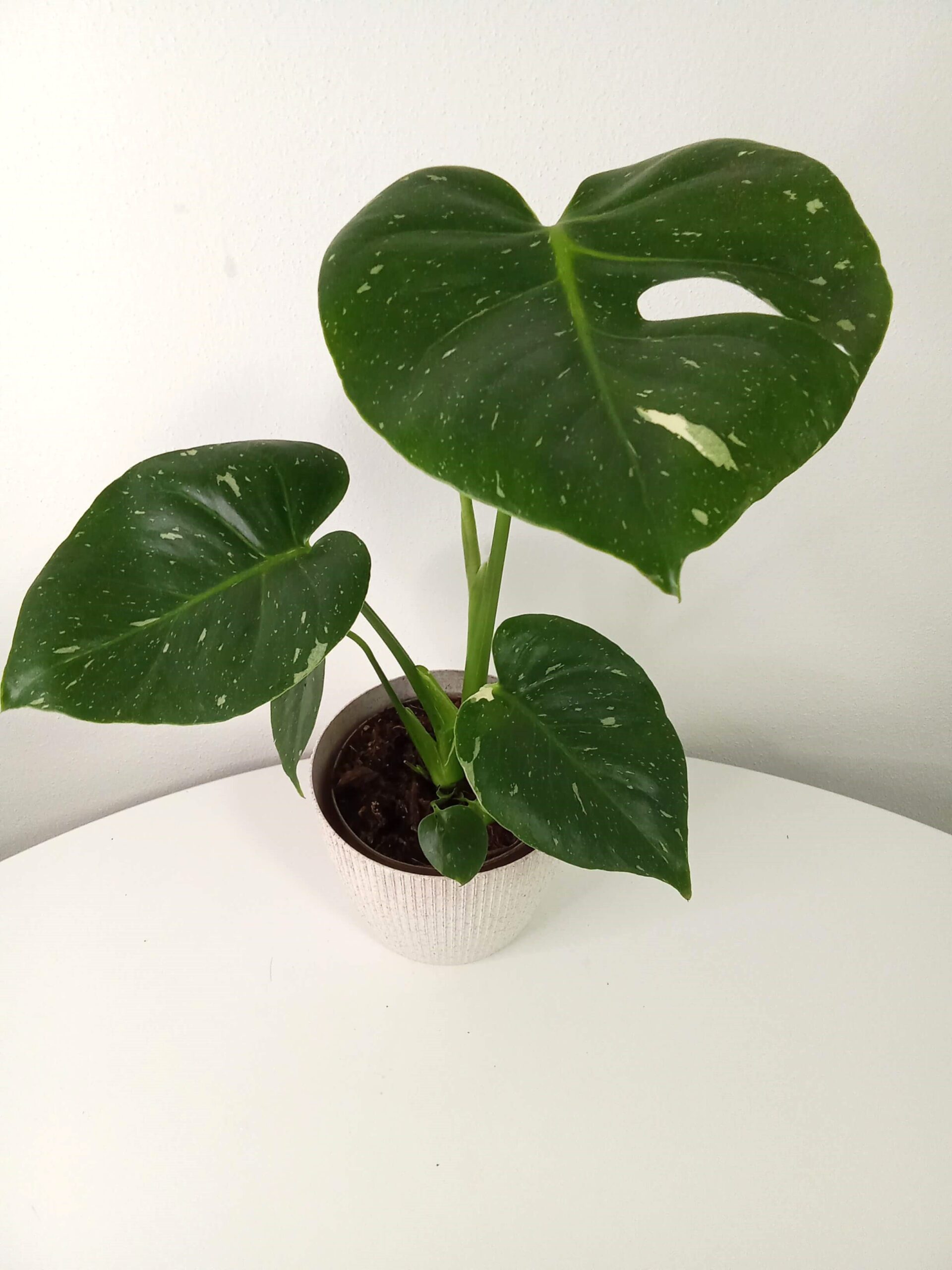 monstera deliciosa 'thai constellation' 12cm monstera-deliciosa 'thai constellation'-12cm