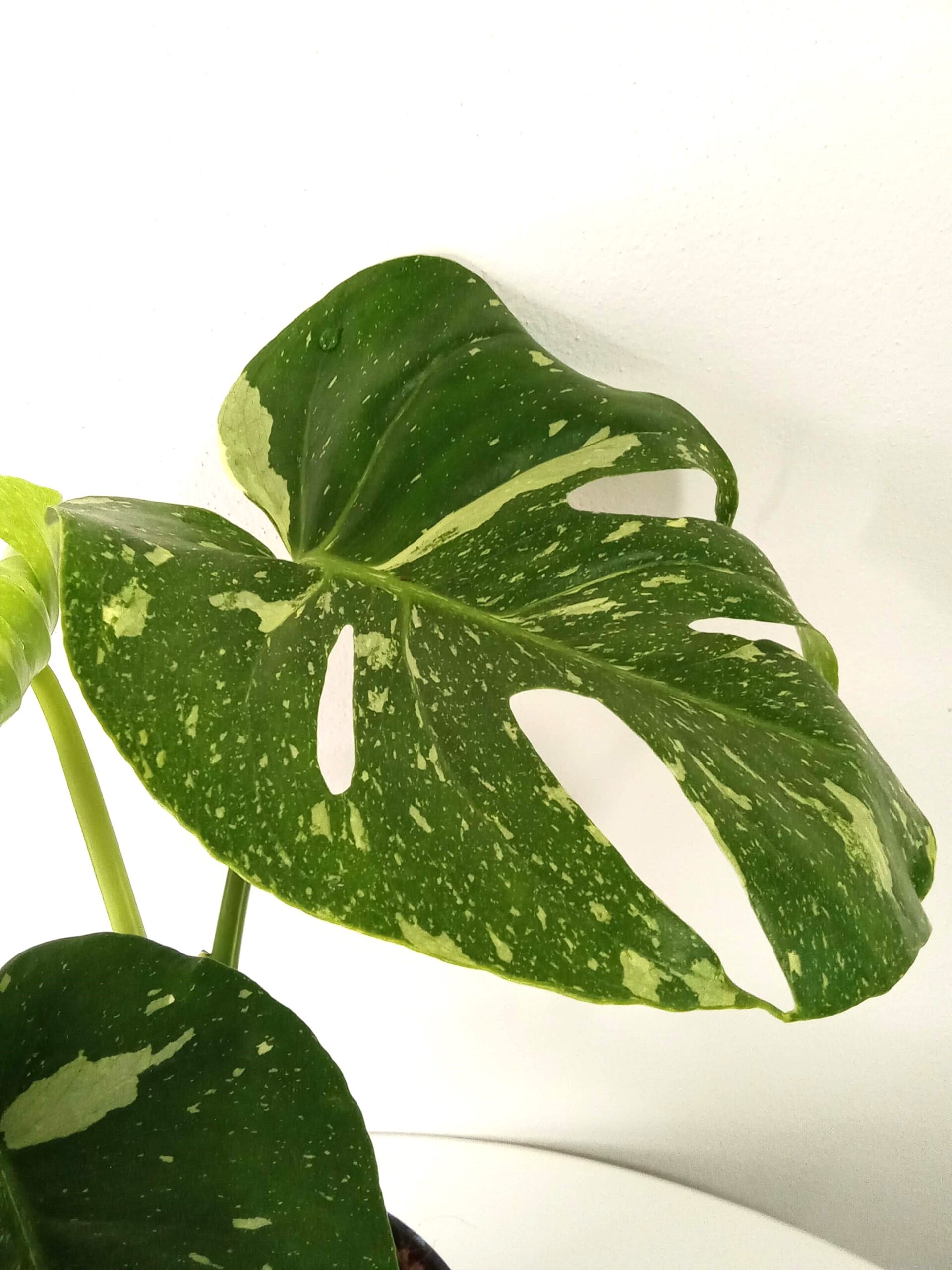 monstera deliciosa 'thai constellation' monstera deliciosa 'thai constellation'