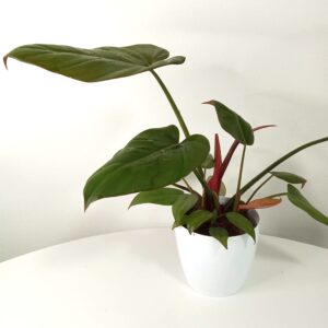philodendron-rojo kongo-12 cm