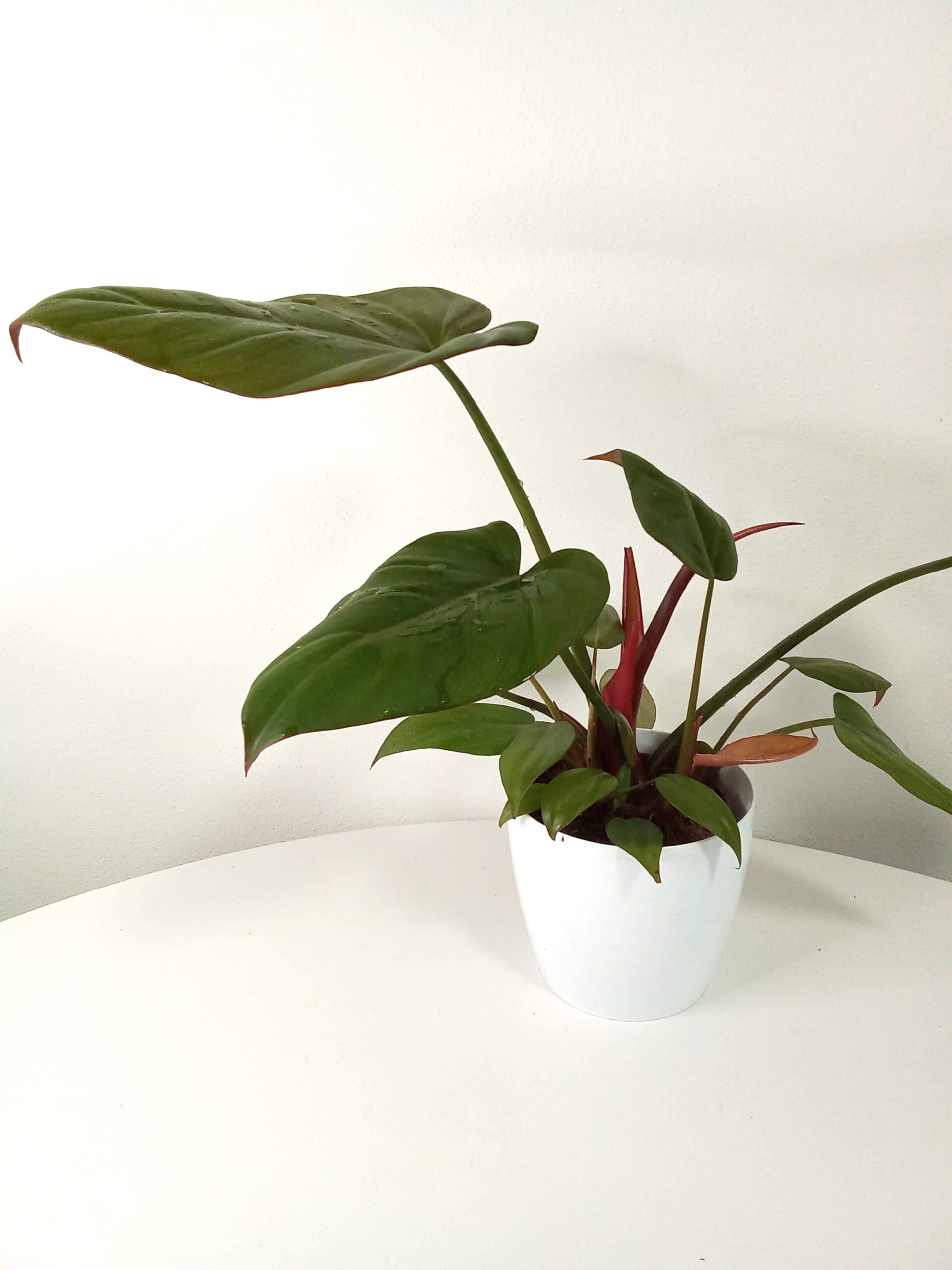 philodendron "rojo kongo" (12 cm) philodendron-rojo kongo-12 cm