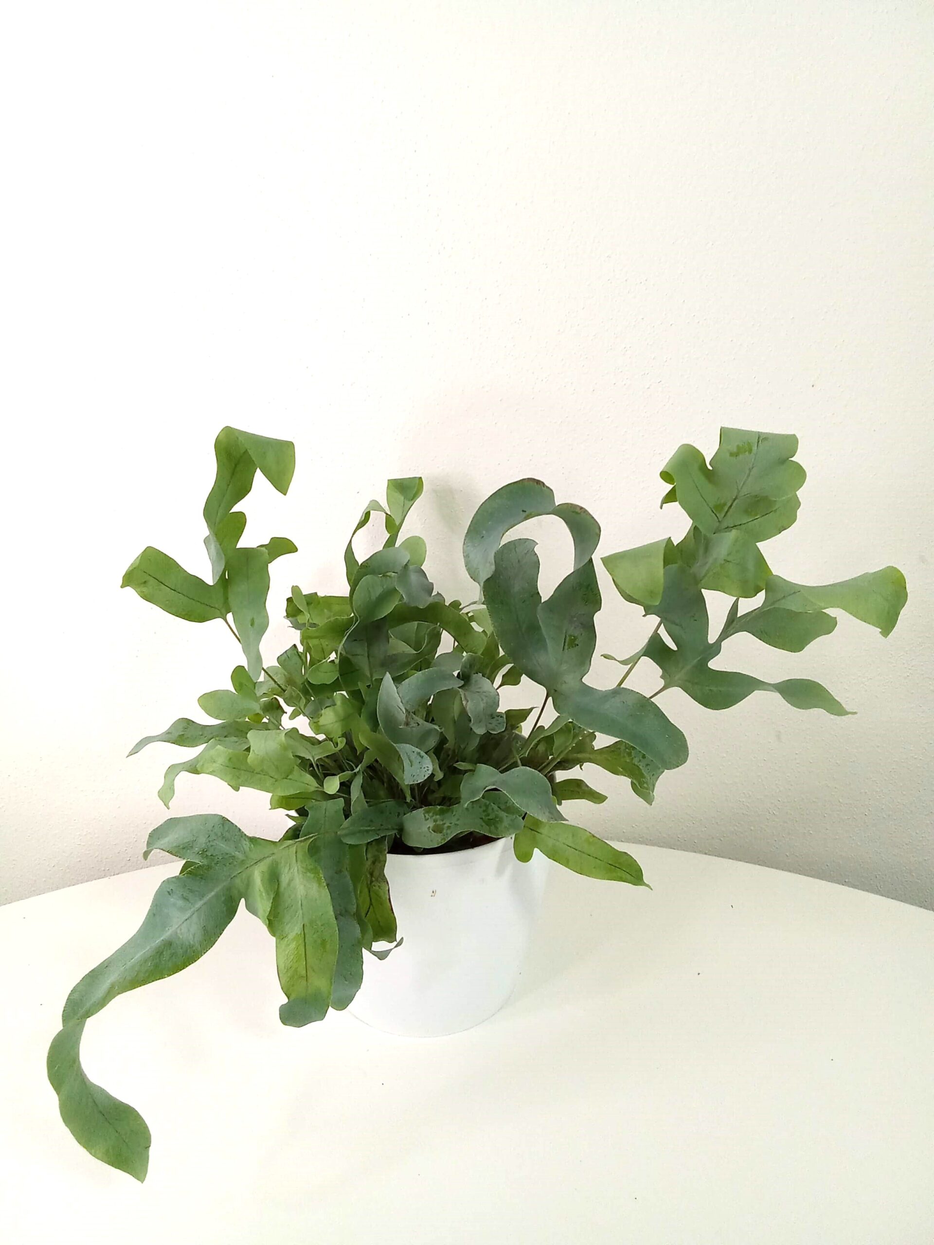 phlebodium aureum blue star (12 cm) phlebodium-aureum- blue-star