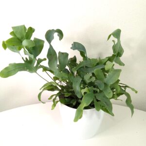phlebodium-aureum- blue-star