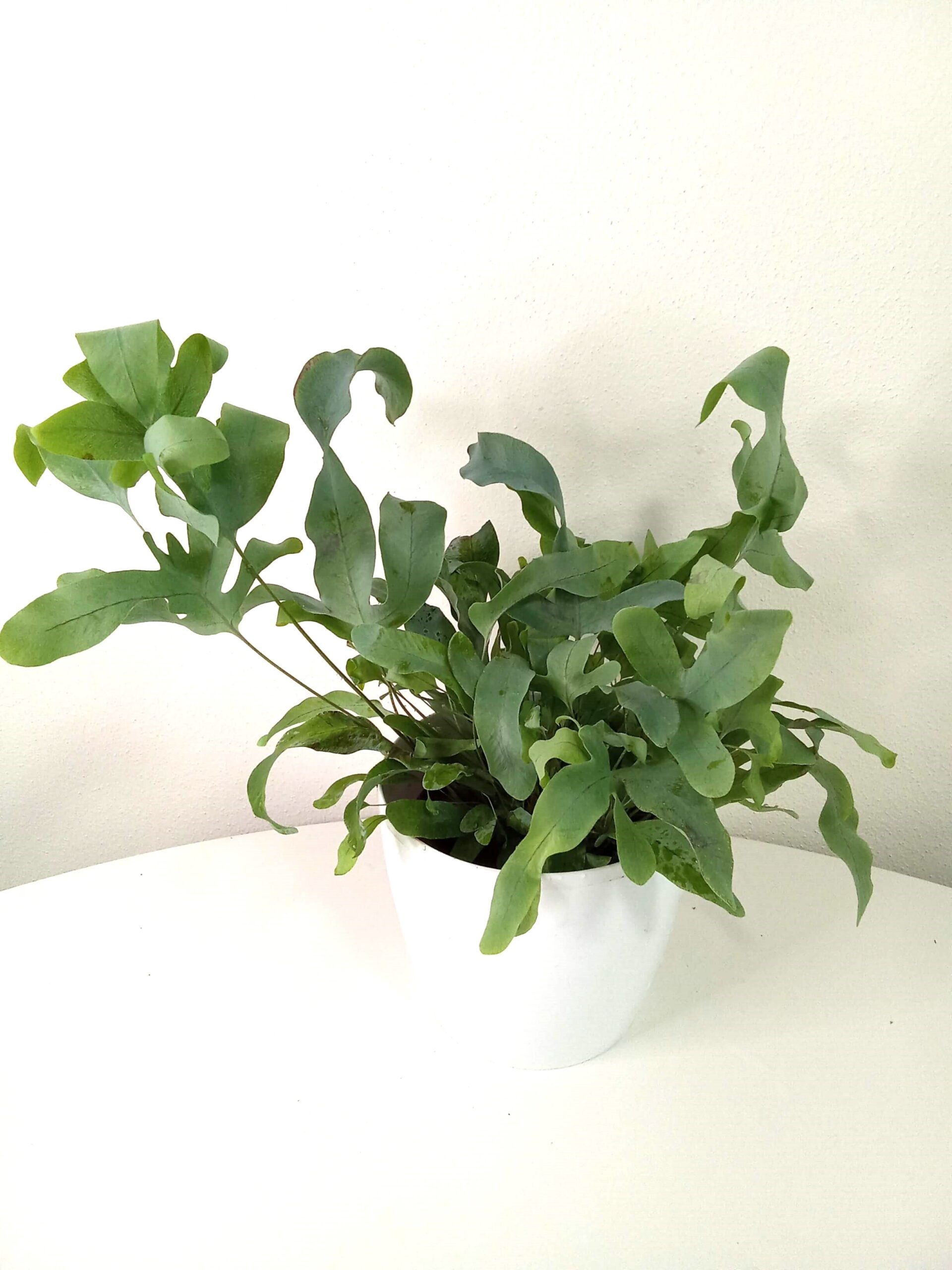 phlebodium aureum blue star (12 cm) phlebodium-aureum- blue-star