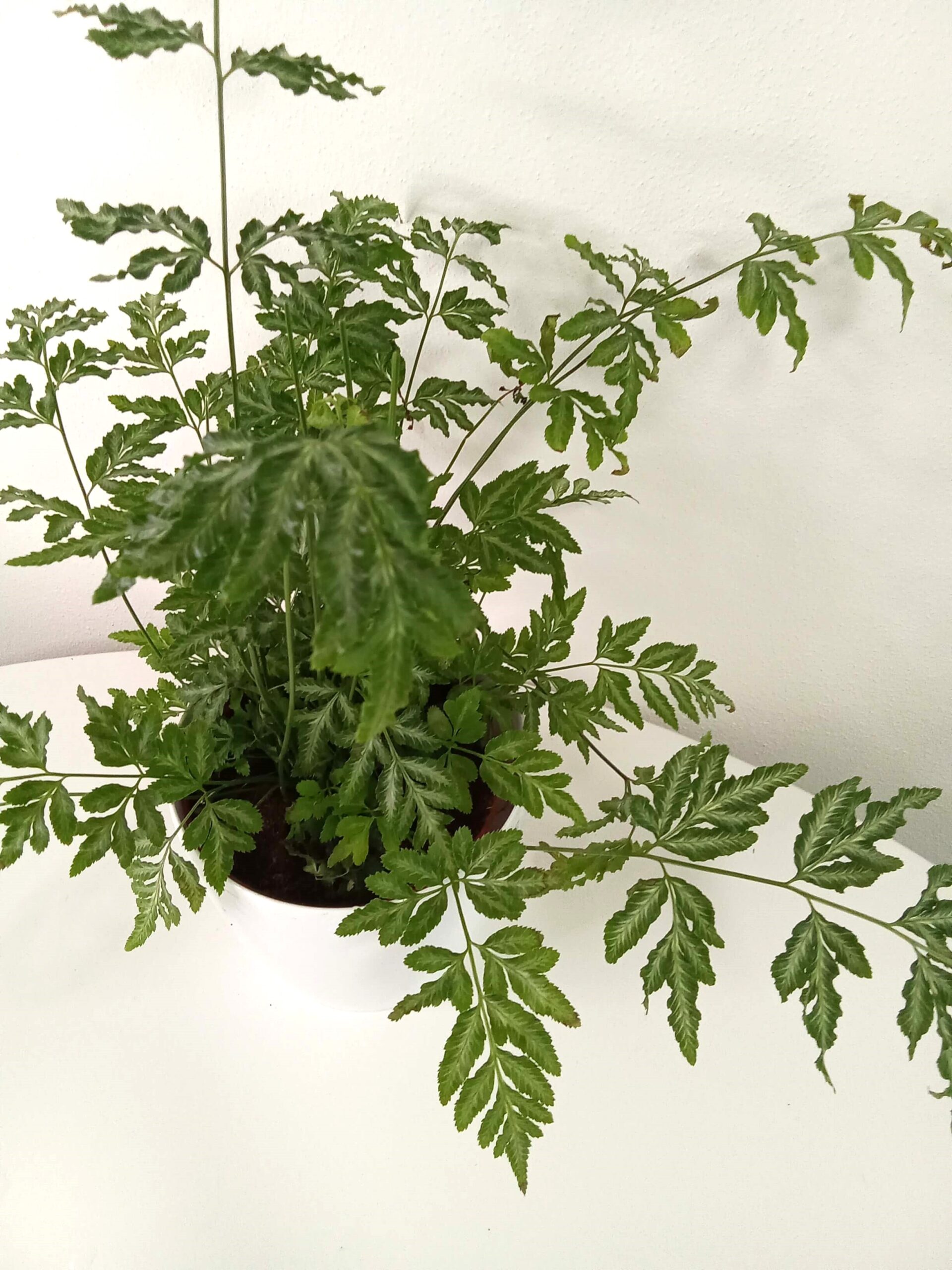 pteris cretica 'albolineata' (12 cm) pteris-cretica-albolineata