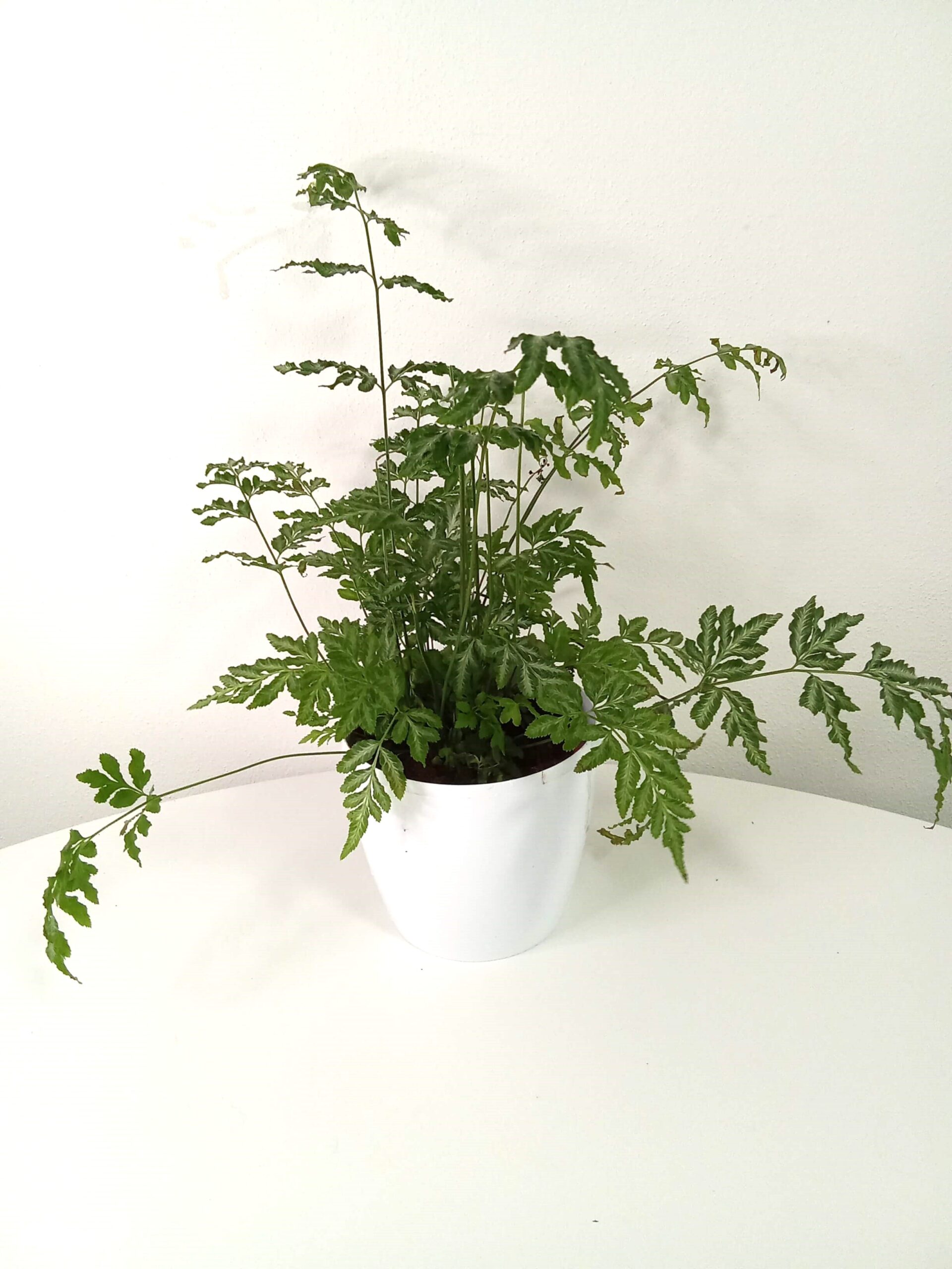 pteris cretica 'albolineata' (12 cm) pteris-cretica-albolineata
