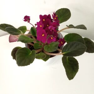 saintpaulia-mix-12cm