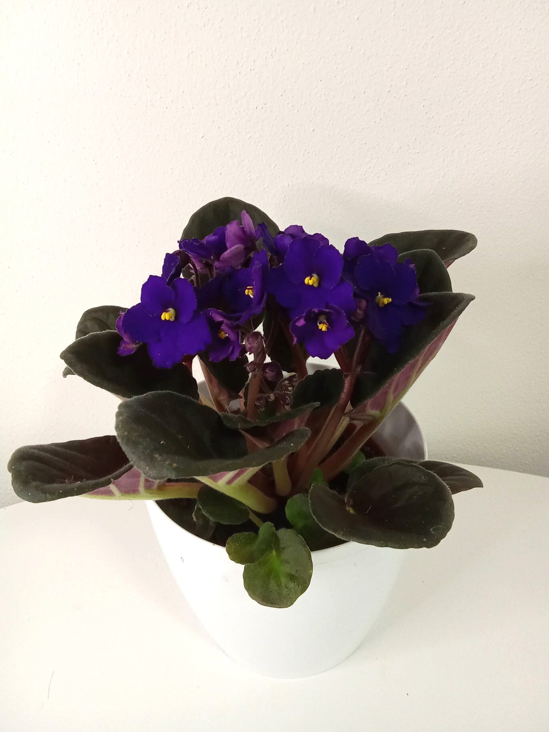 saintpaulia tmavě růžová (12 cm) (kopírovat) saintpaulia-tmavě-fialova