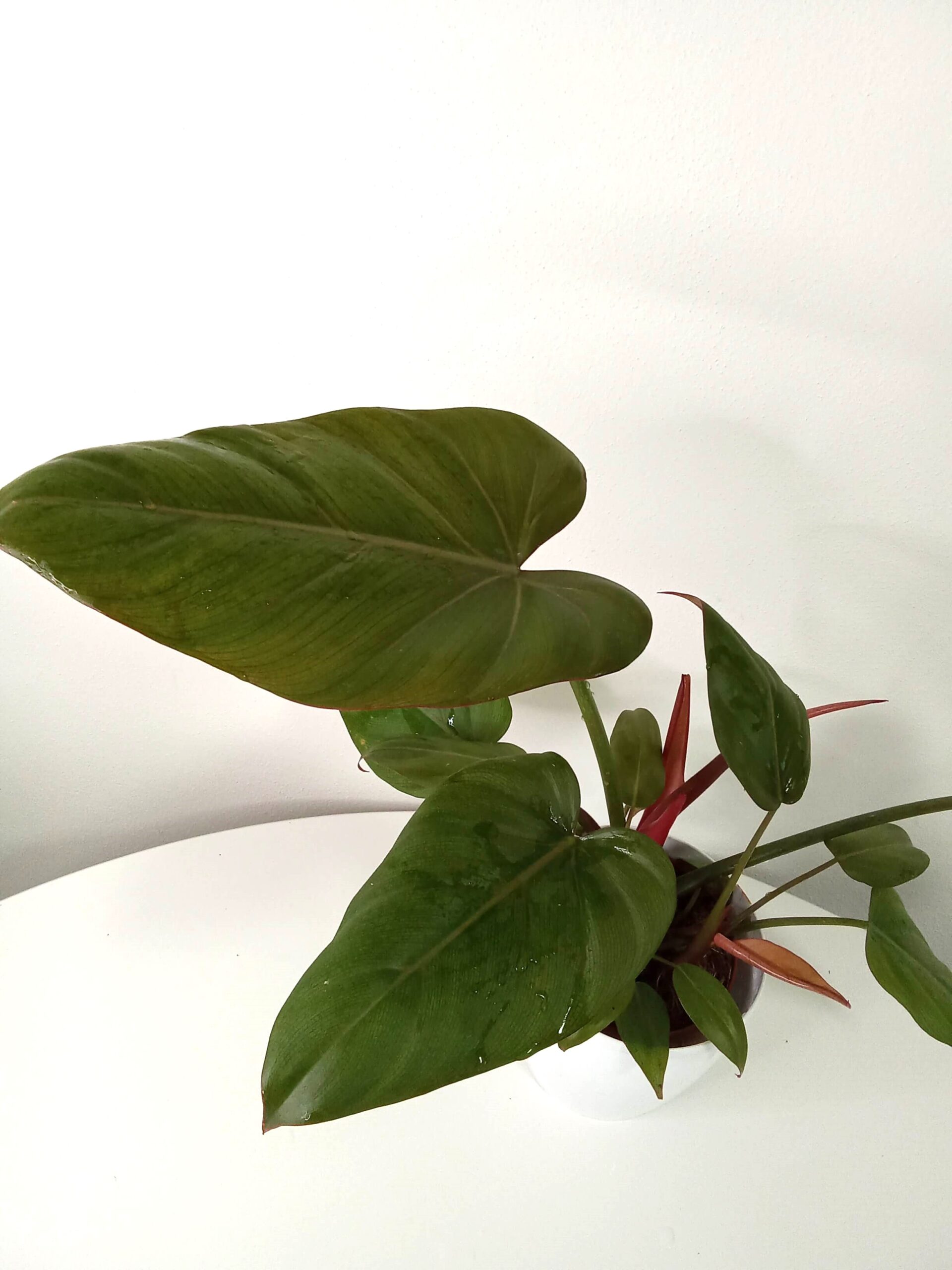 philodendron "rojo kongo" (12 cm) philodendron-rojo-kongo-12 cm