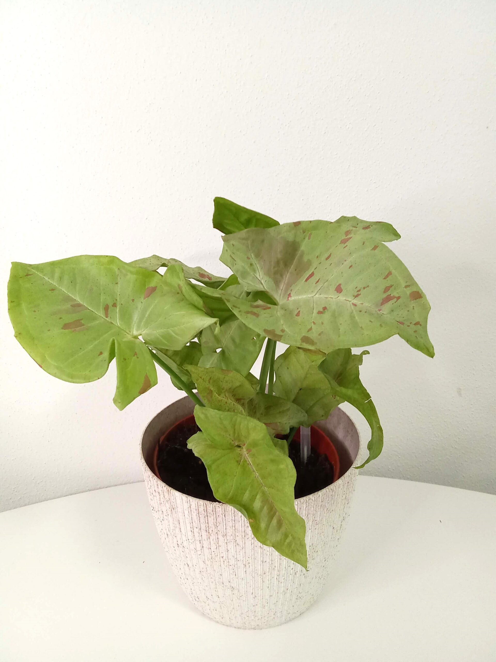 syngonium milk confetti (12 cm) syngonium-milk-confetti