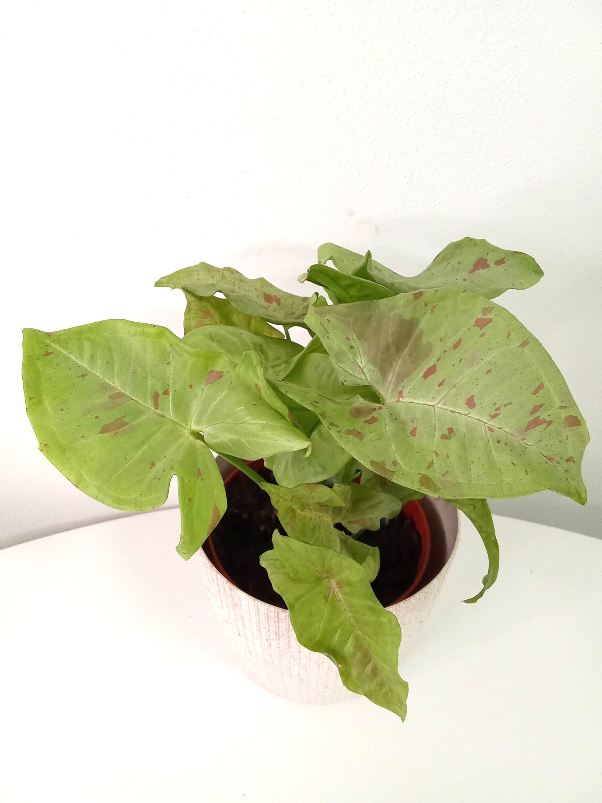 syngonium milk confetti (12 cm) syngonium-milk-confetti- (12 cm)