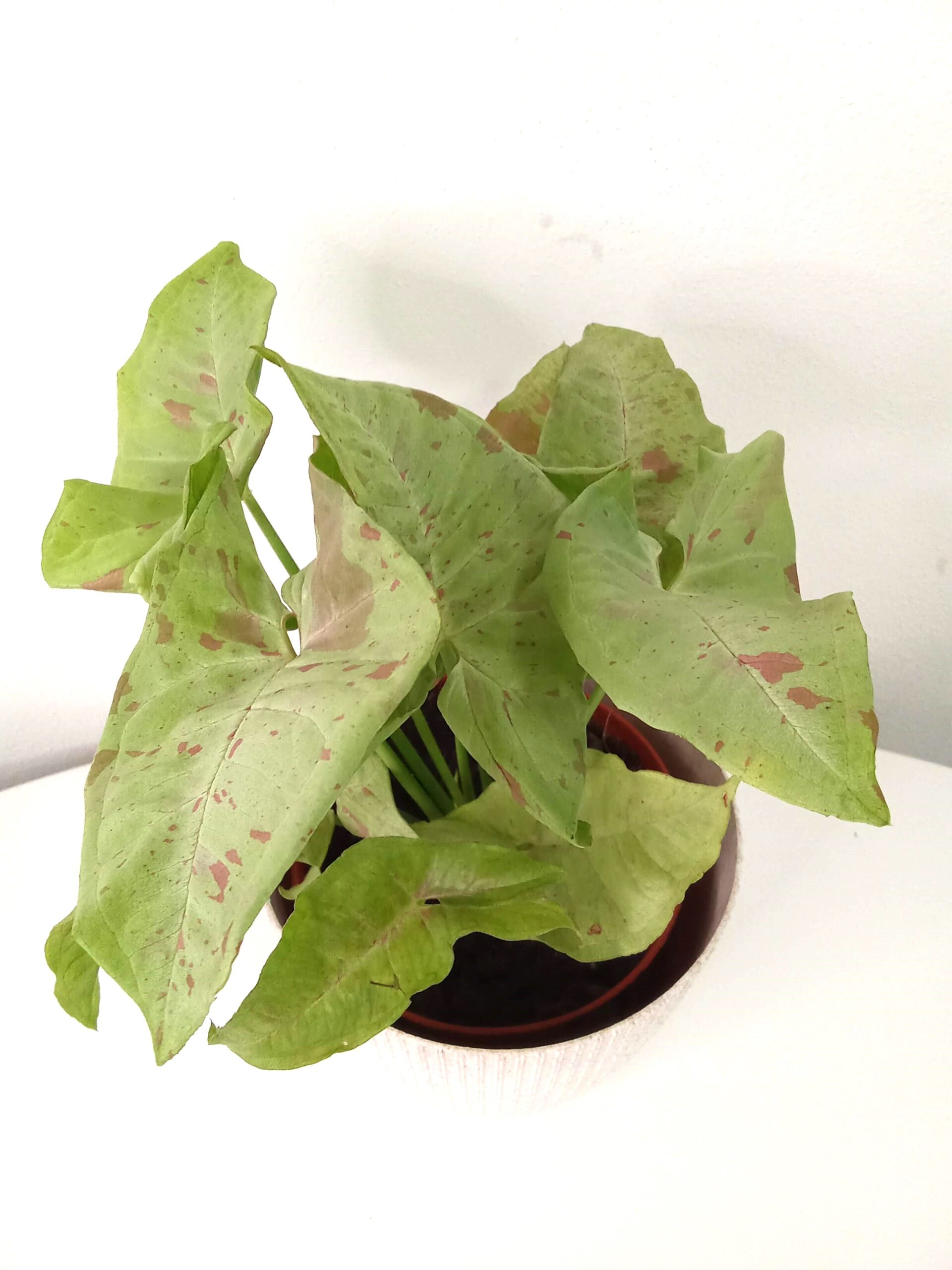 syngonium milk confetti (12 cm) syngonium-milk-confetti