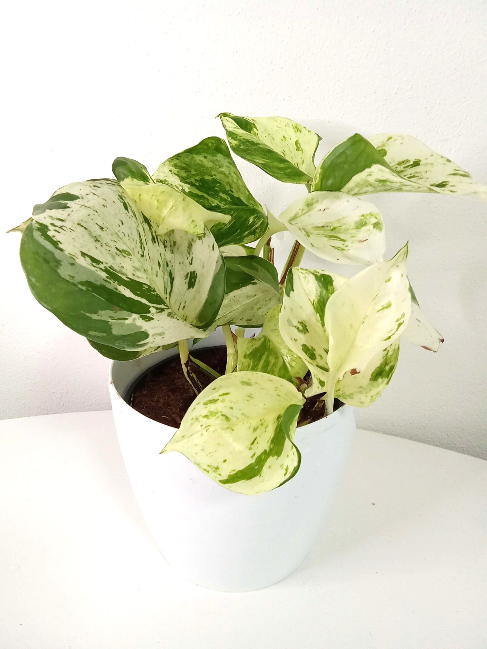 epipremum happy leaf epipremum-happy-leaf-12cm