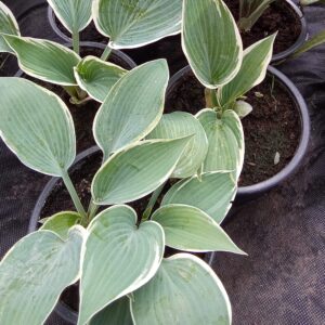 hosta bohyška 'paradise expectations'