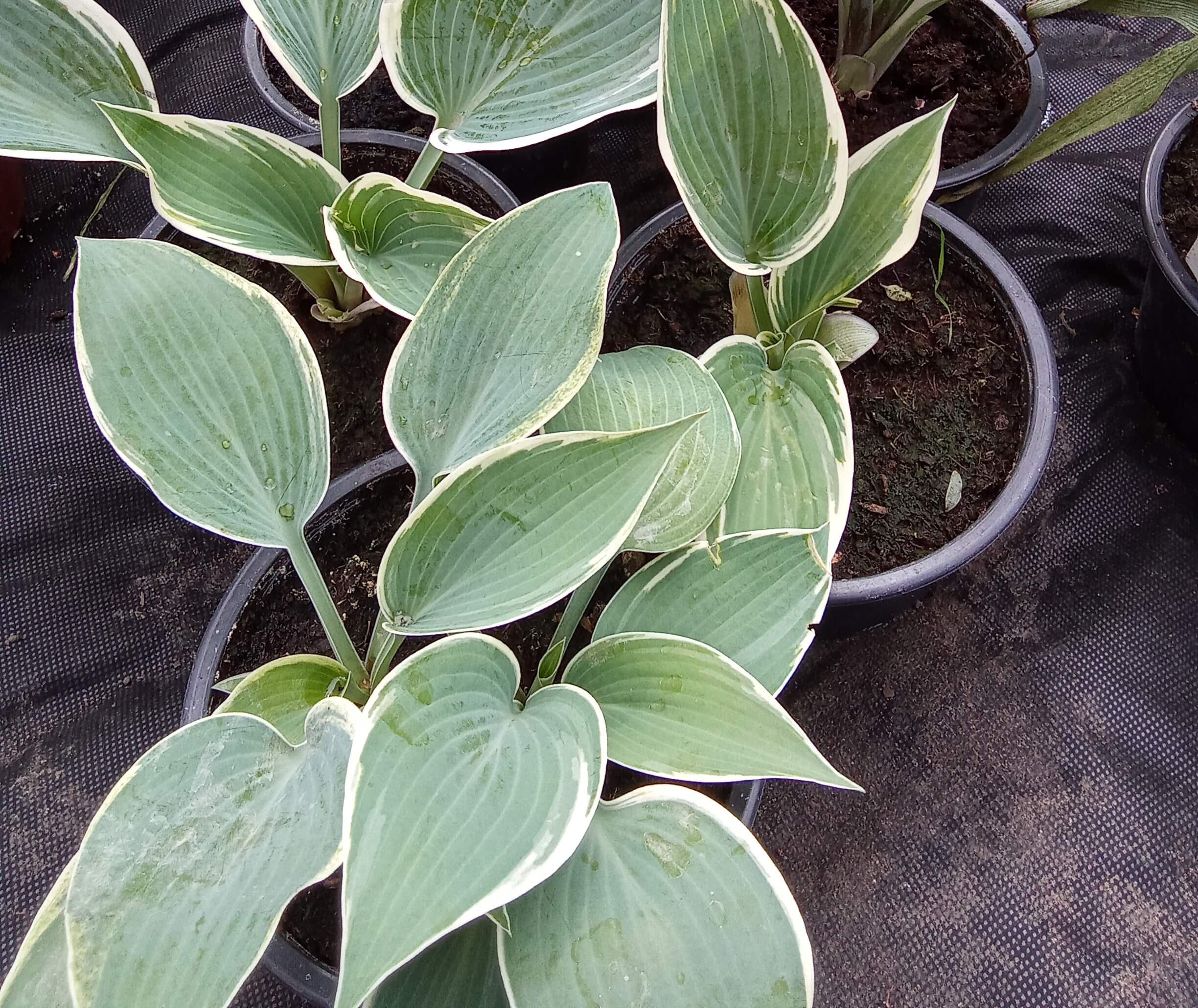 hosta bohyška 'paradise expectations' hosta bohyška 'paradise expectations'